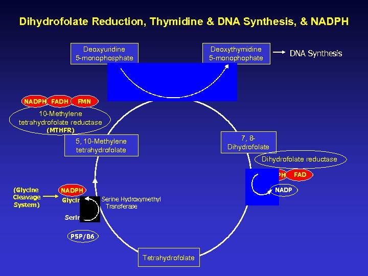 Dihydrofolate Reduction, Thymidine & DNA Synthesis, & NADPH Deoxyuridine 5 -monophosphate NADPH FADH Deoxythymidine