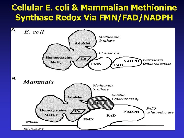 Cellular E. coli & Mammalian Methionine Synthase Redox Via FMN/FAD/NADPH 