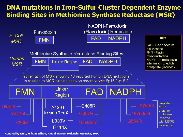 DNA mutations in Iron-Sulfur Cluster Dependent Enzyme Binding Sites in Methionine Synthase Reductase (MSR)