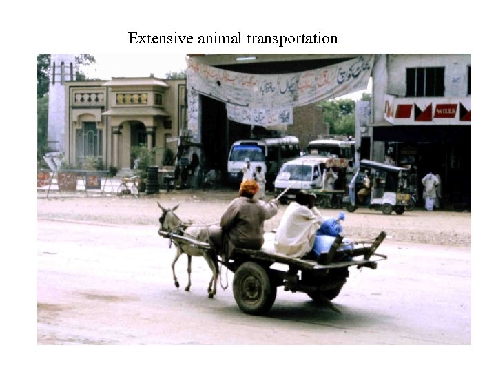 Extensive animal transportation 