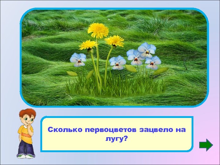 8 Сколько первоцветов зацвело на лугу? 