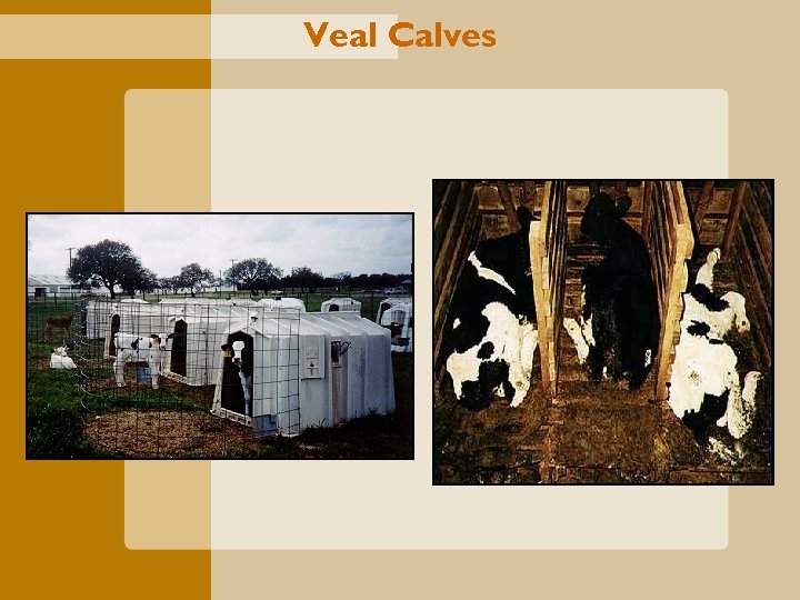 Veal Calves 