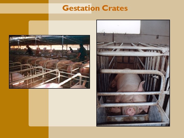 Gestation Crates 