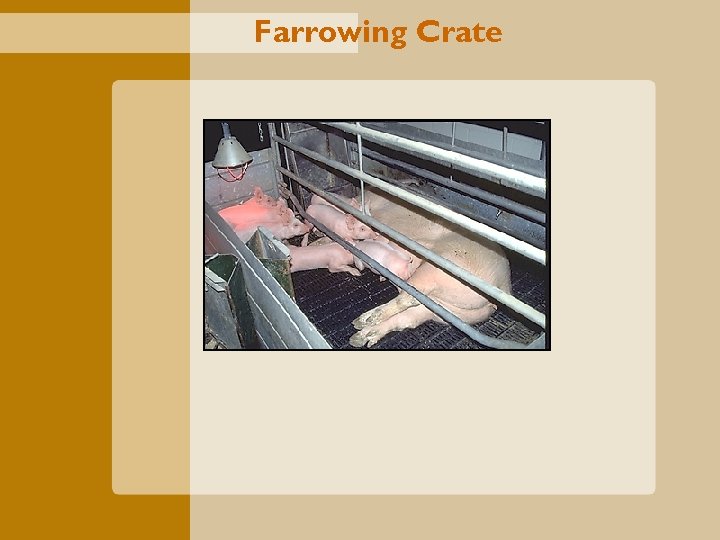 Farrowing Crate 