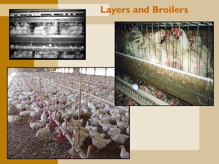 Layers and Broilers 