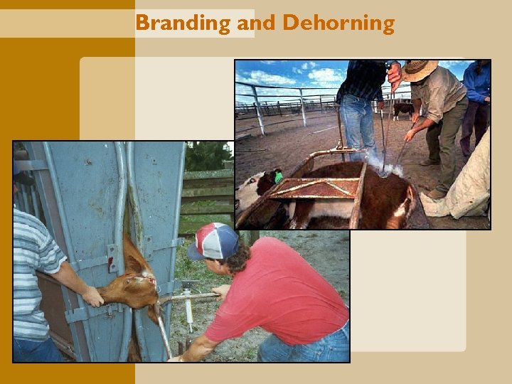 Branding and Dehorning 