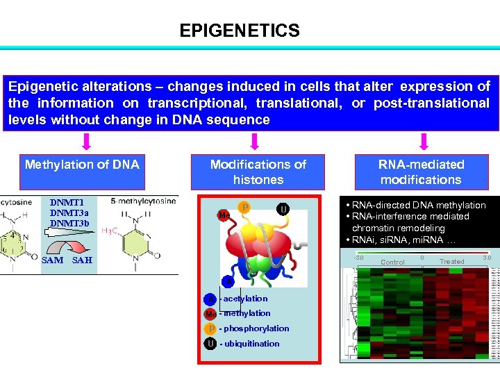 EPIGENETICS Epigenetic alterations – changes induced in cells that alter expression of the information