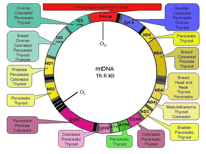 All cancers examined to date Ovarian Colorectal Pancreatic Thyroid Breast Ovarian Colorectal Pancreatic Thyroid