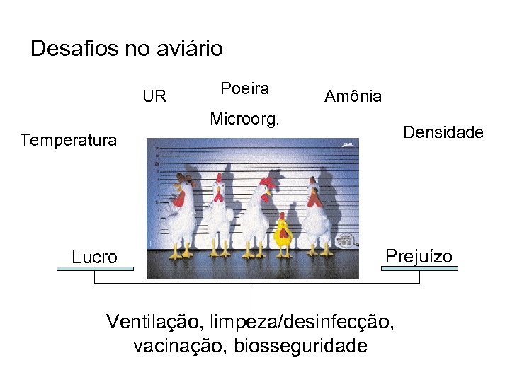 Desafios no aviário UR Poeira Amônia Microorg. Densidade Temperatura Lucro Prejuízo Ventilação, limpeza/desinfecção, vacinação,