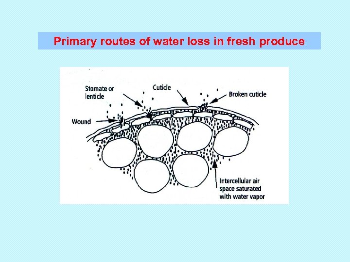 Primary routes of water loss in fresh produce 