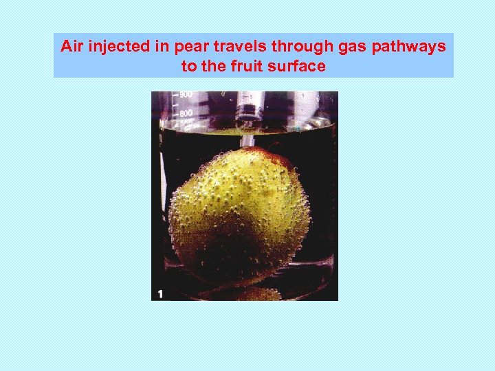 Air injected in pear travels through gas pathways to the fruit surface 