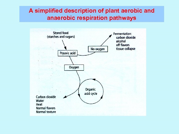 A simplified description of plant aerobic and anaerobic respiration pathways 