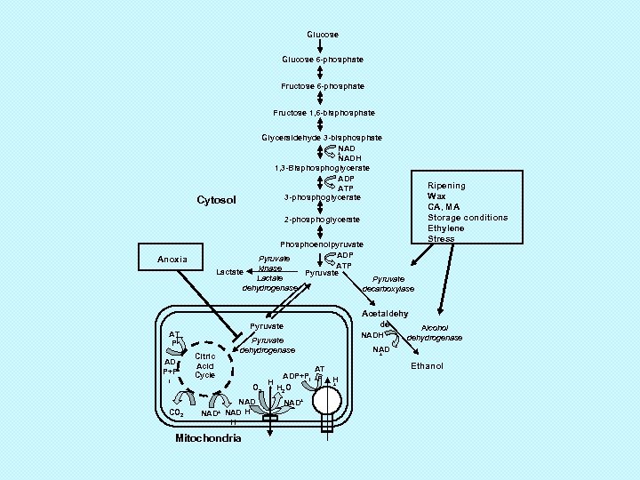 Glucose 6 -phosphate Fructose 1, 6 -bisphosphate Glyceraldehyde 3 -bisphosphate NAD + NADH 1,