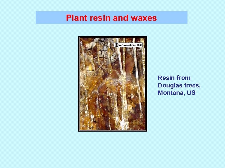 Plant resin and waxes Resin from Douglas trees, Montana, US 