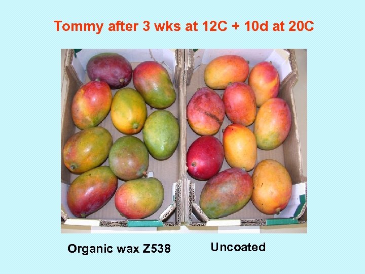 Tommy after 3 wks at 12 C + 10 d at 20 C Organic