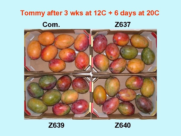 Tommy after 3 wks at 12 C + 6 days at 20 C Com.