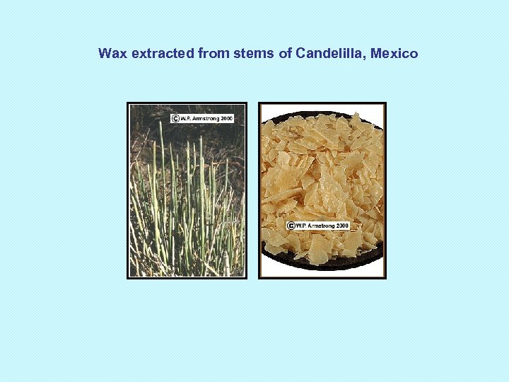 Wax extracted from stems of Candelilla, Mexico 