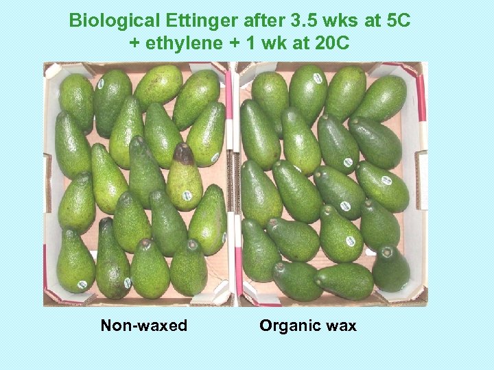 Biological Ettinger after 3. 5 wks at 5 C + ethylene + 1 wk