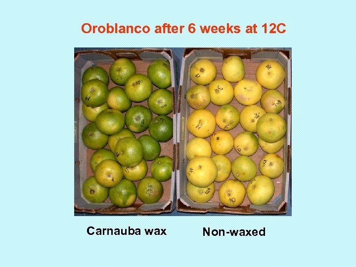 Oroblanco after 6 weeks at 12 C Carnauba wax Non-waxed 