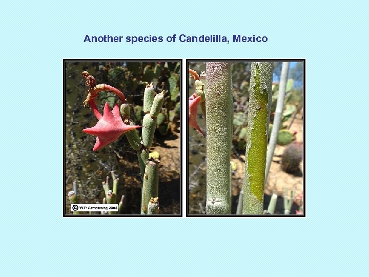 Another species of Candelilla, Mexico 