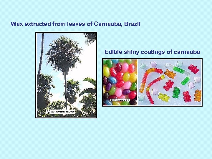 Wax extracted from leaves of Carnauba, Brazil Edible shiny coatings of carnauba 
