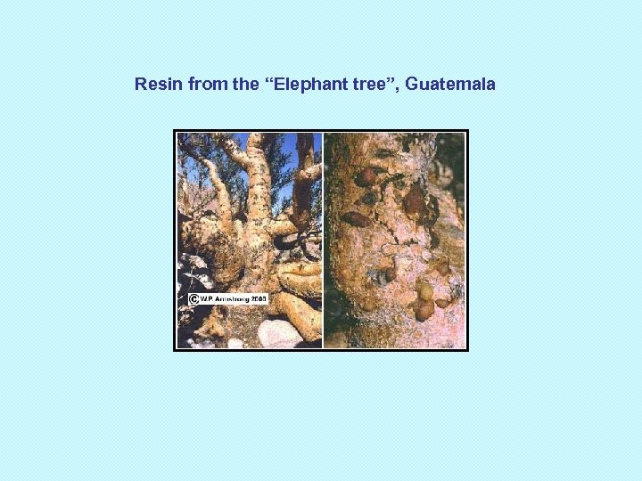 Resin from the “Elephant tree”, Guatemala 