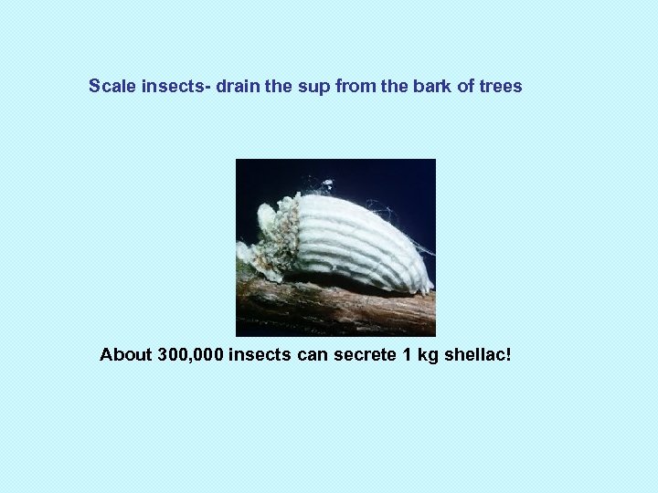 Scale insects- drain the sup from the bark of trees About 300, 000 insects