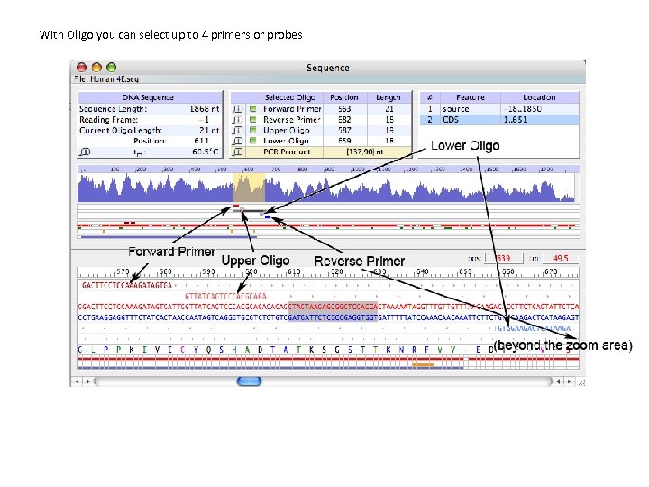 With Oligo you can select up to 4 primers or probes 