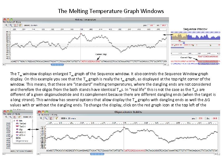 The Melting Temperature Graph Windows The Tm window displays enlarged Tm graph of the