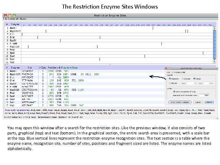The Restriction Enzyme Sites Windows You may open this window after a search for