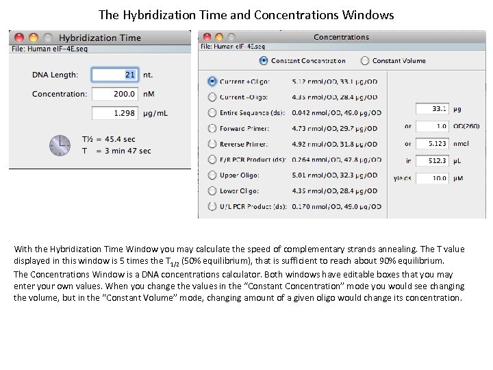 The Hybridization Time and Concentrations Windows With the Hybridization Time Window you may calculate