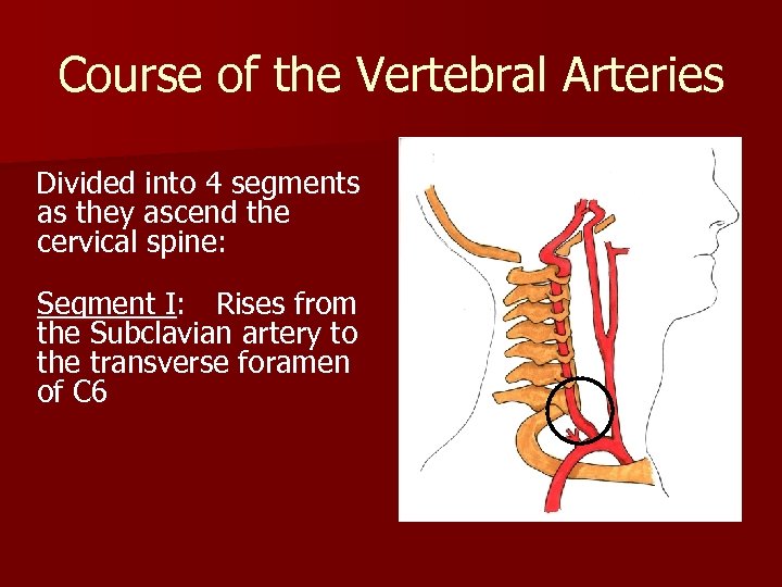 Course of the Vertebral Arteries Divided into 4 segments as they ascend the cervical