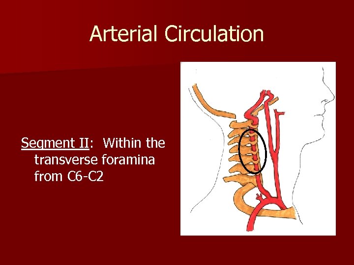 Arterial Circulation Segment II: Within the transverse foramina from C 6 -C 2 