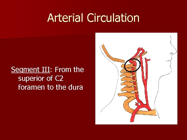 Arterial Circulation Segment III: From the superior of C 2 foramen to the dura