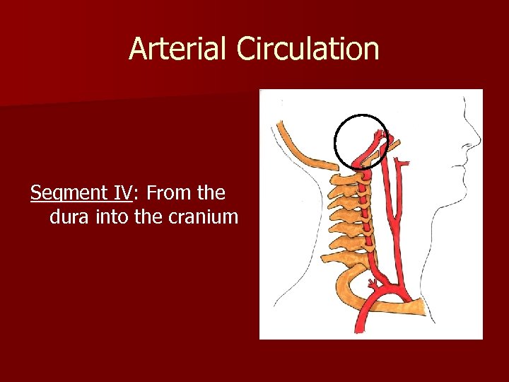 Arterial Circulation Segment IV: From the dura into the cranium 