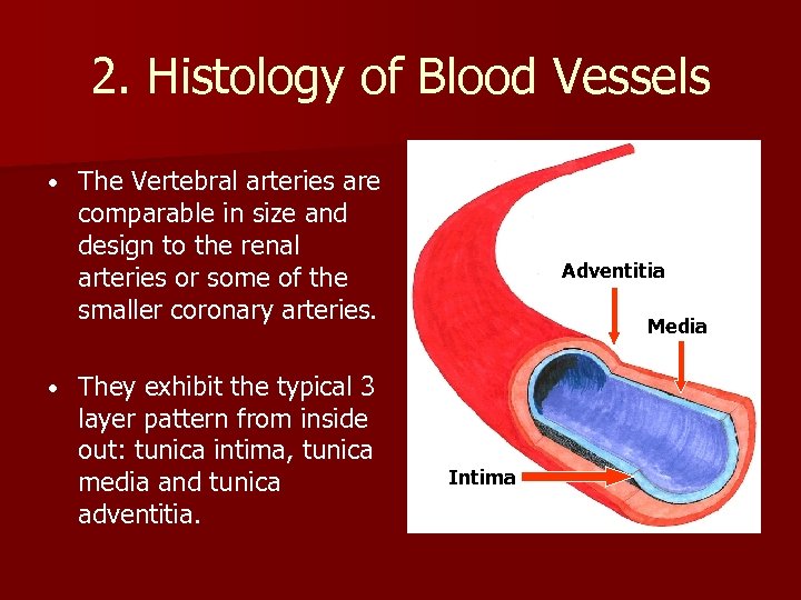 2. Histology of Blood Vessels • • The Vertebral arteries are comparable in size