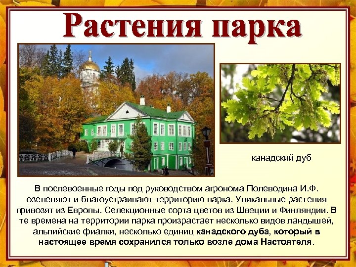 канадский дуб В послевоенные годы под руководством агронома Полеводина И. Ф. озеленяют и благоустраивают