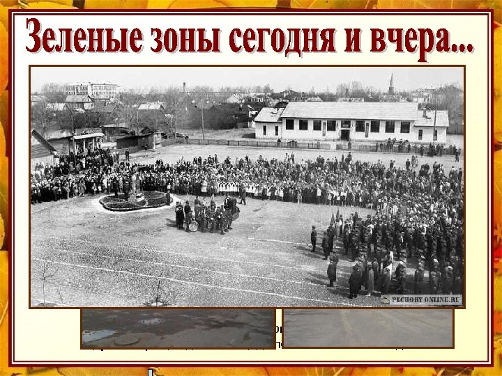 Горная сосна, красиво окаймляющая площадь Победы и дубовая роща вдоль площади посажены в 70