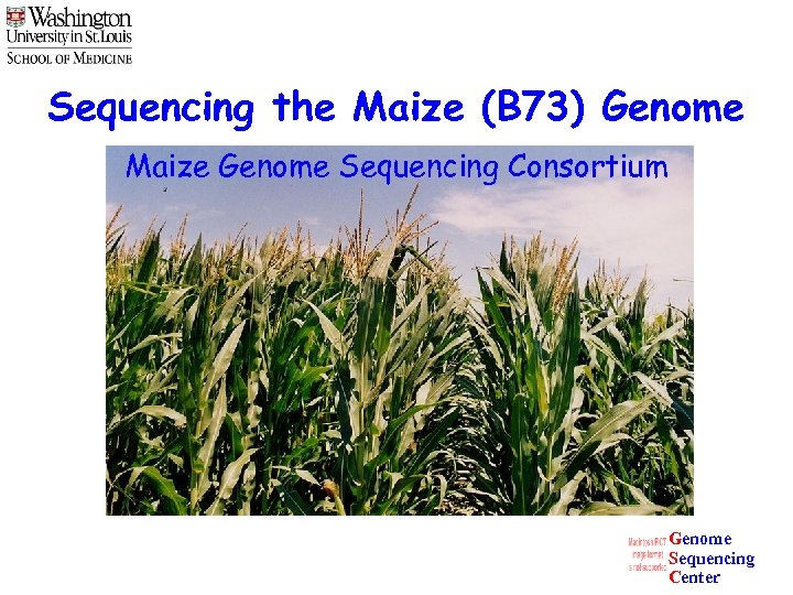 Sequencing the Maize (B 73) Genome Maize Genome Sequencing Consortium Genome Sequencing Center 