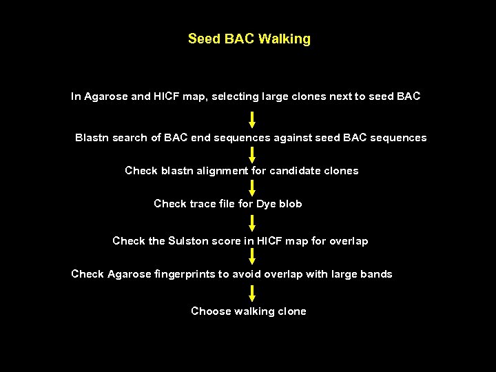 Seed BAC Walking In Agarose and HICF map, selecting large clones next to seed