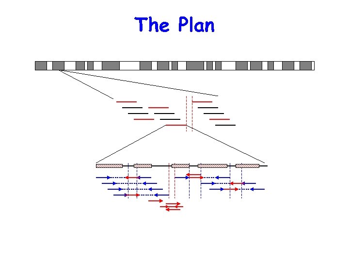 The Plan 