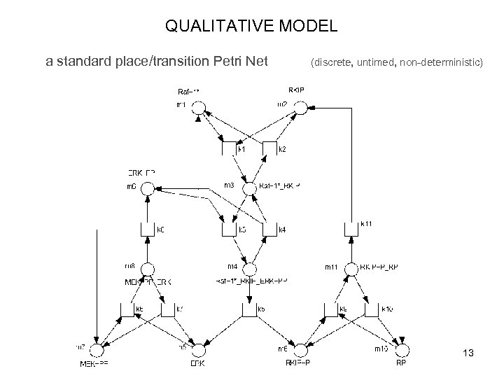 QUALITATIVE MODEL a standard place/transition Petri Net (discrete, untimed, non-deterministic) 13 
