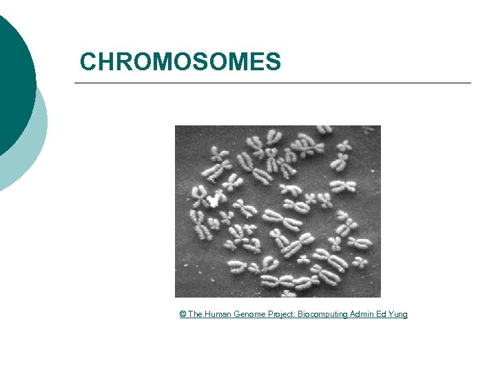 CHROMOSOMES © The Human Genome Project: Biocomputing Admin Ed Yung 