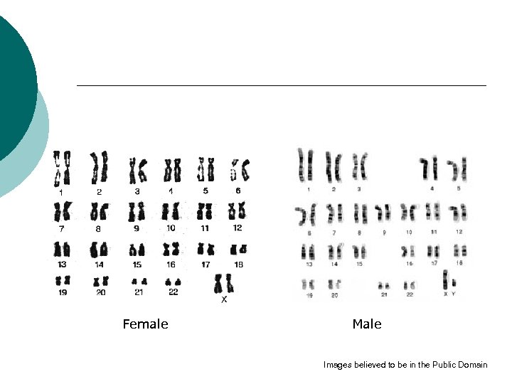 Female Male Images believed to be in the Public Domain 