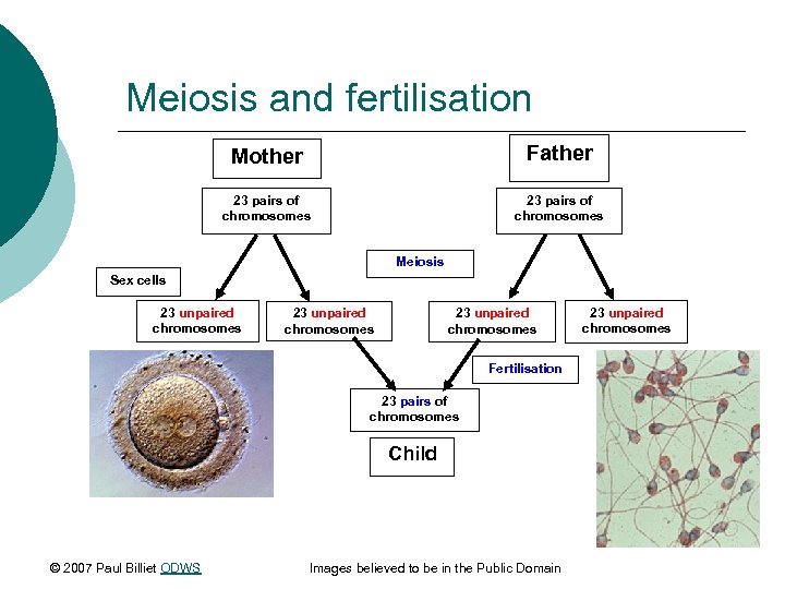 Meiosis and fertilisation Mother Father 23 pairs of chromosomes Meiosis Sex cells 23 unpaired