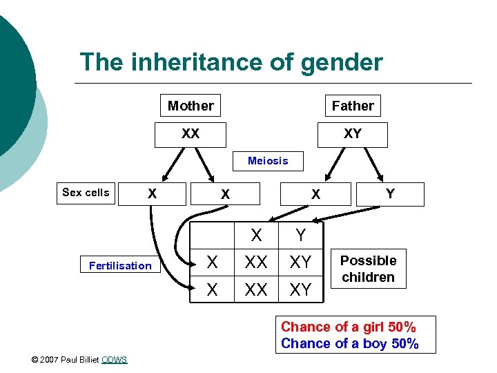 The inheritance of gender Mother Father XX XY Meiosis Sex cells X X Y