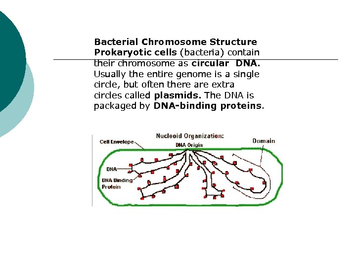 Bacterial Chromosome Structure Prokaryotic cells (bacteria) contain their chromosome as circular DNA. Usually the