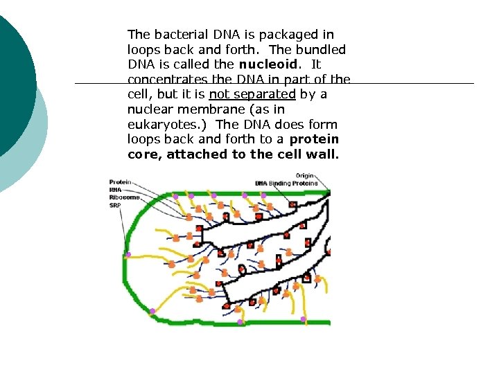 The bacterial DNA is packaged in loops back and forth. The bundled DNA is