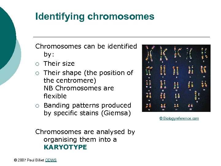 Identifying chromosomes Chromosomes can be identified by: ¡ Their size ¡ Their shape (the