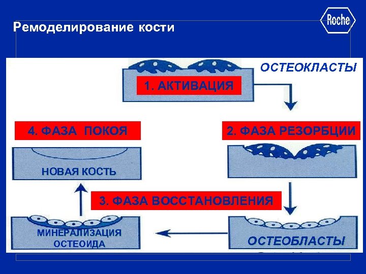 Ремоделирование кости ОСТЕОКЛАСТЫ 1. АКТИВАЦИЯ 4. ФАЗА ПОКОЯ 2. ФАЗА РЕЗОРБЦИИ НОВАЯ КОСТЬ 3.